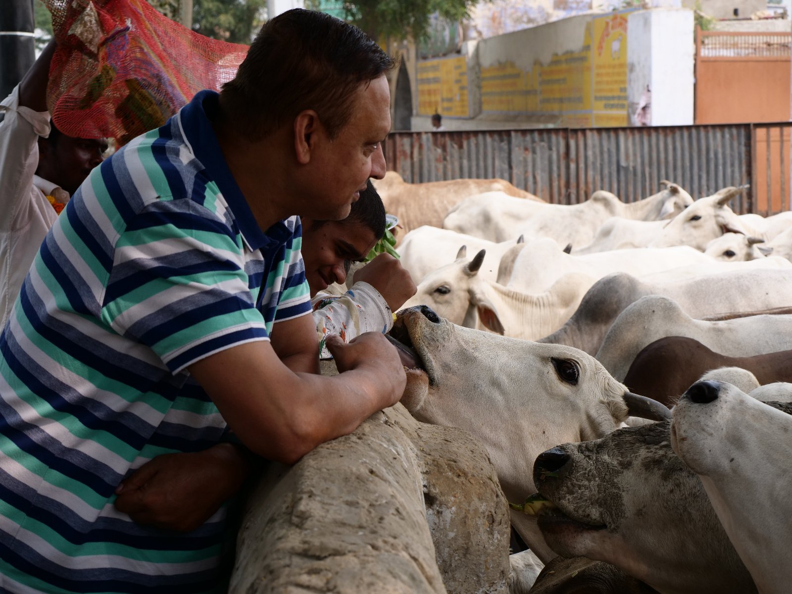  230 Gopashtami Radha kunda Govardhan 19.11.04